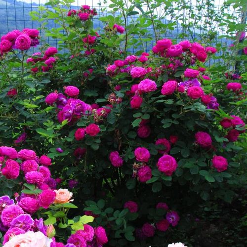 Fioletowo-czerwony - Róże pienne - z kwiatami bukietowymi - korona krzaczasta